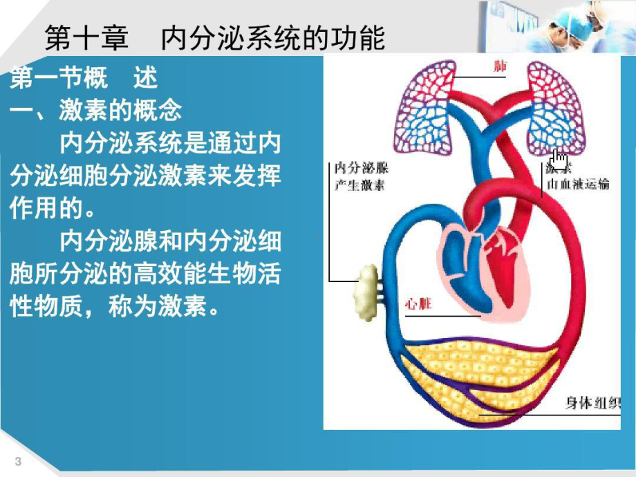 内分泌系统的功能医学课件共105张课件.ppt_第3页