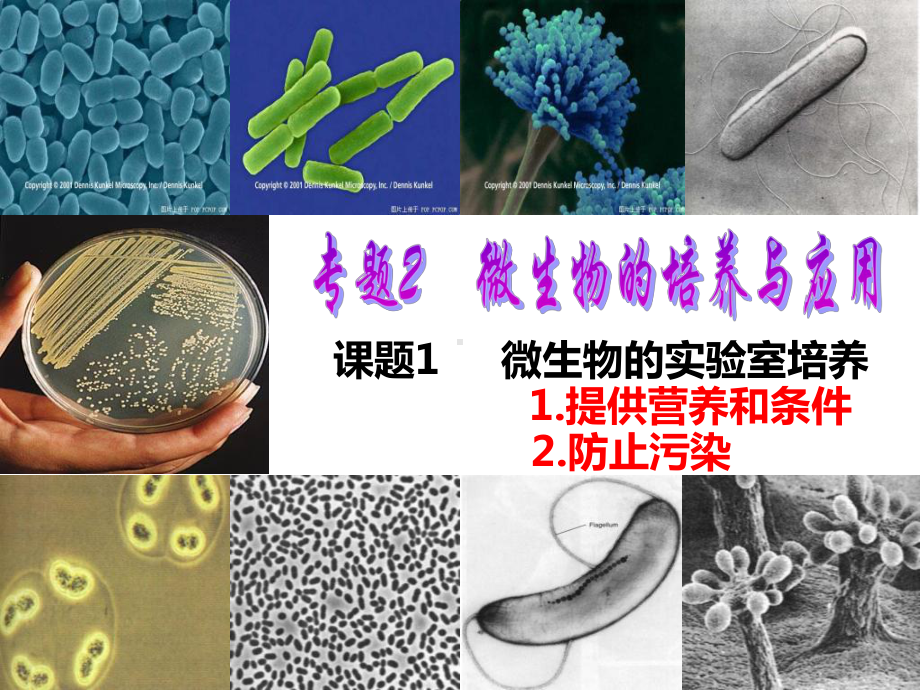 微生物的实验室培养经典版课件.ppt_第2页