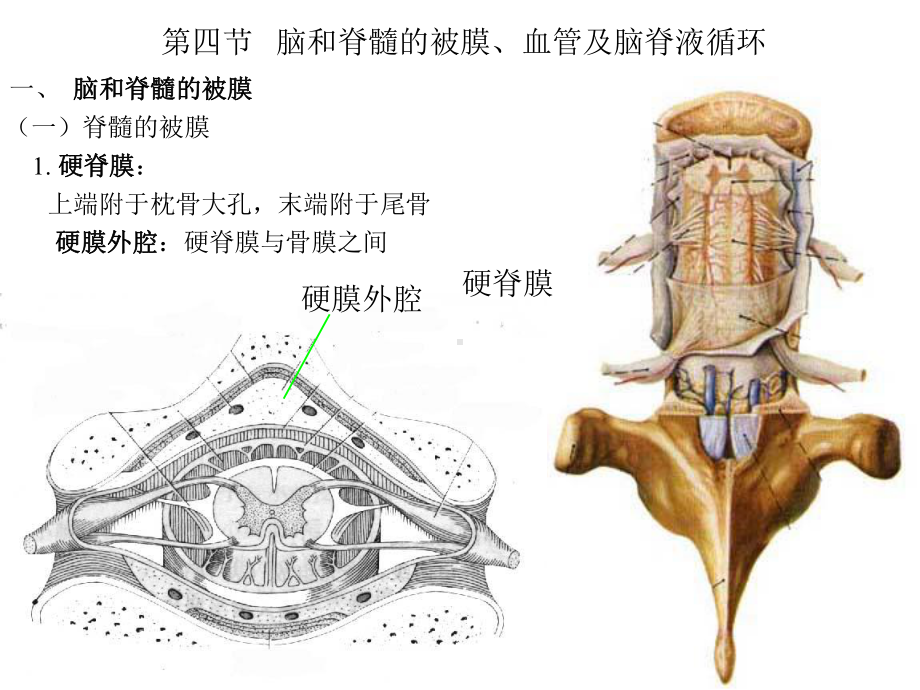 四节脑和脊髓的被膜血管及脑脊液循环课件.ppt_第1页