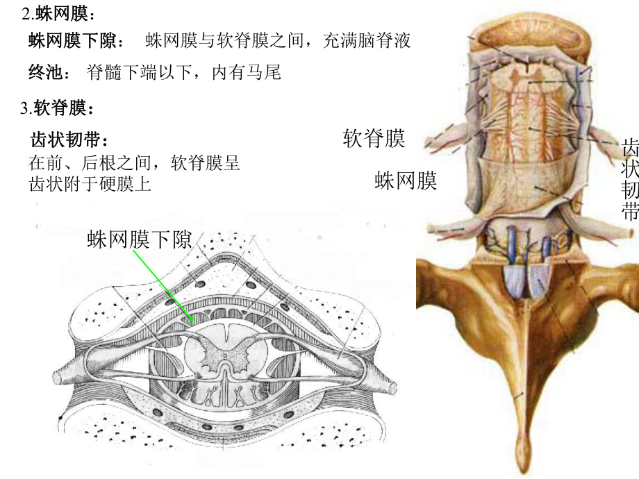 四节脑和脊髓的被膜血管及脑脊液循环课件.ppt_第2页