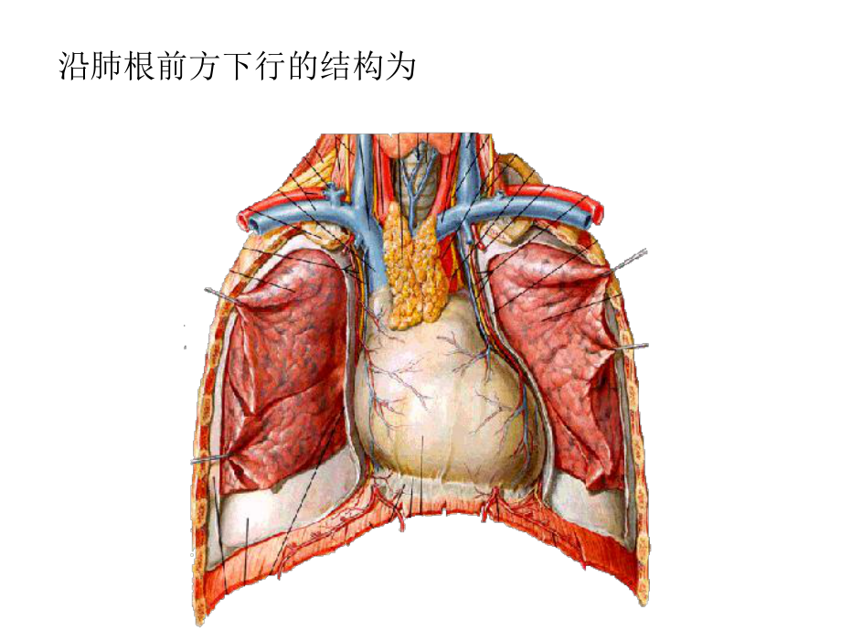 局部解剖学胸腔课件.ppt_第2页