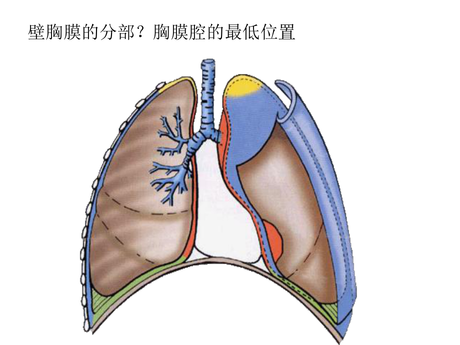 局部解剖学胸腔课件.ppt_第3页