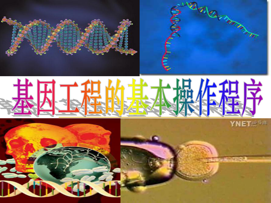 基因工程的基本操作程序课件.ppt_第1页