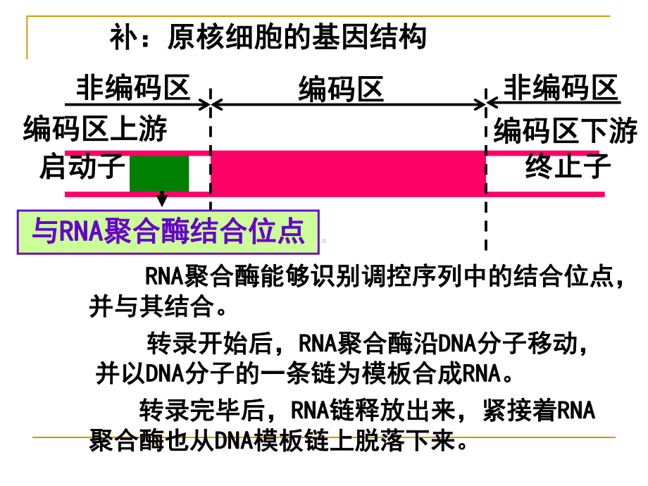 基因工程的基本操作程序课件.ppt_第2页