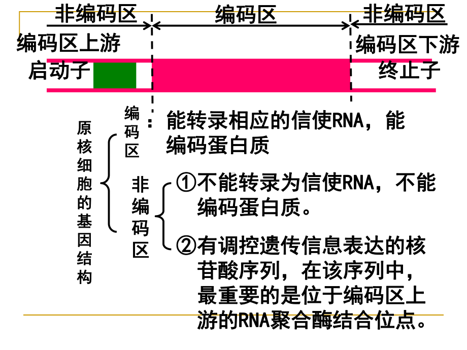 基因工程的基本操作程序课件.ppt_第3页