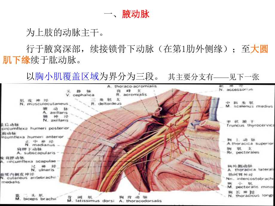 四肢动脉课件.ppt_第1页