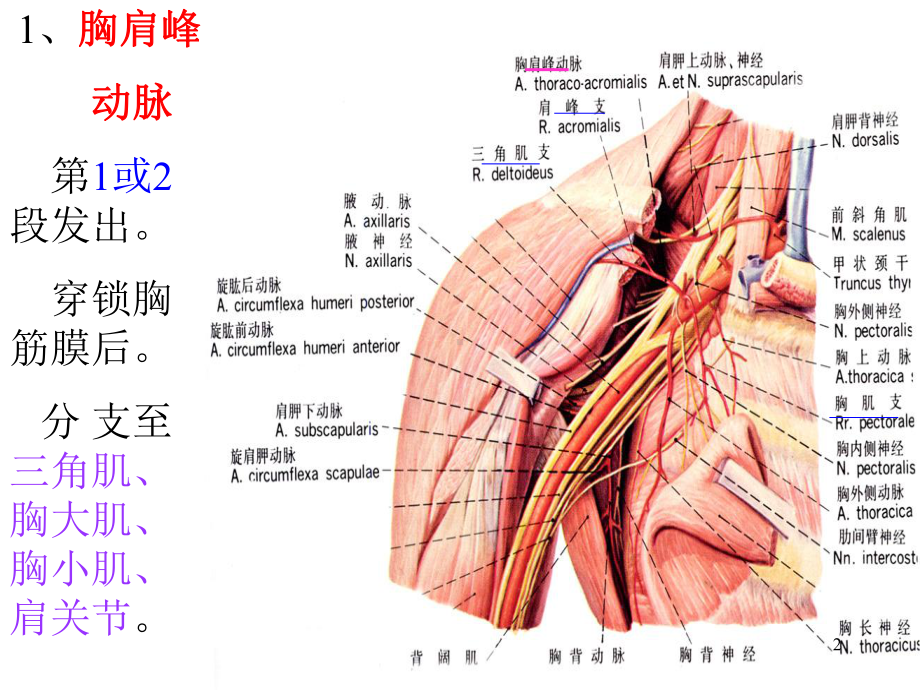 四肢动脉课件.ppt_第2页