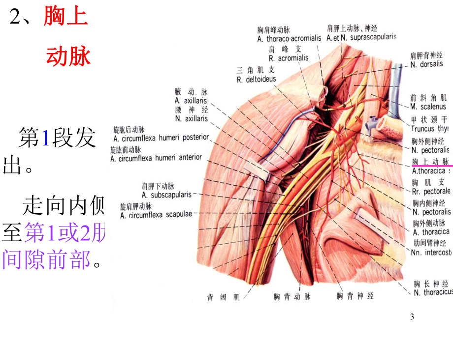 四肢动脉课件.ppt_第3页