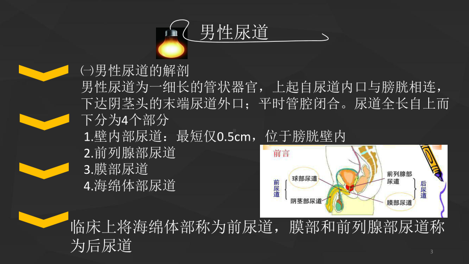 局解尿道损伤课件.ppt_第3页