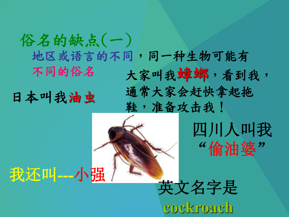 初中生物课件-生物的分类和命名1-.ppt_第3页