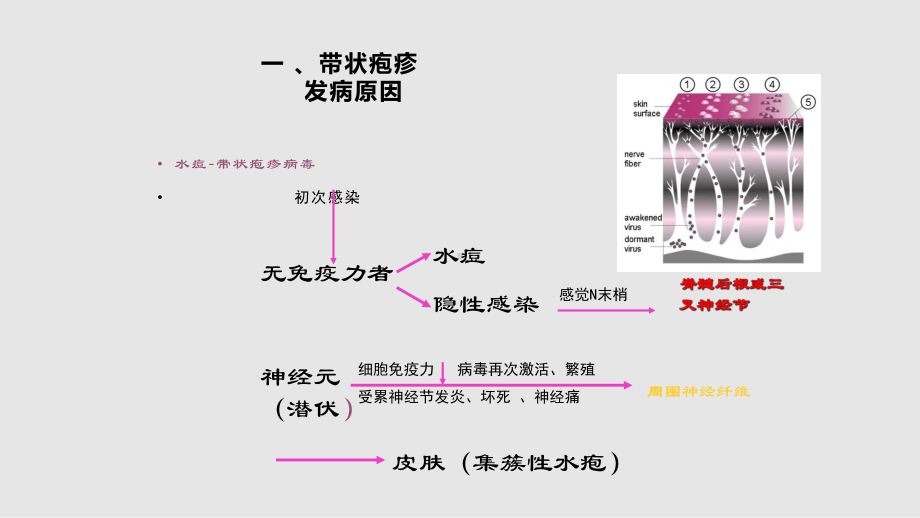 带状疱疹及后遗神经痛科普实用课件.pptx_第3页