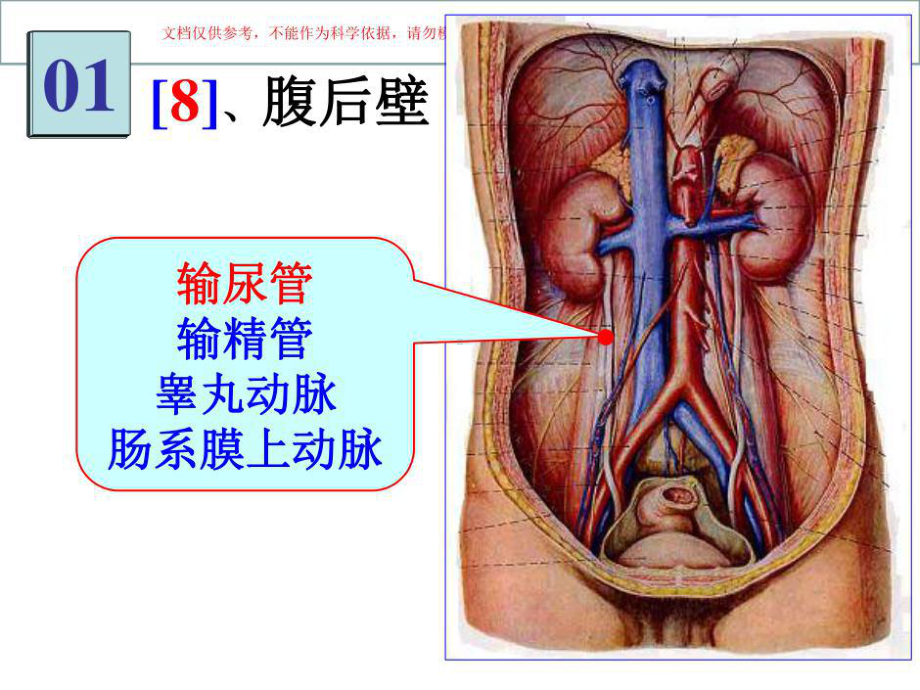 医学局解实验图片共141张课件.ppt_第2页