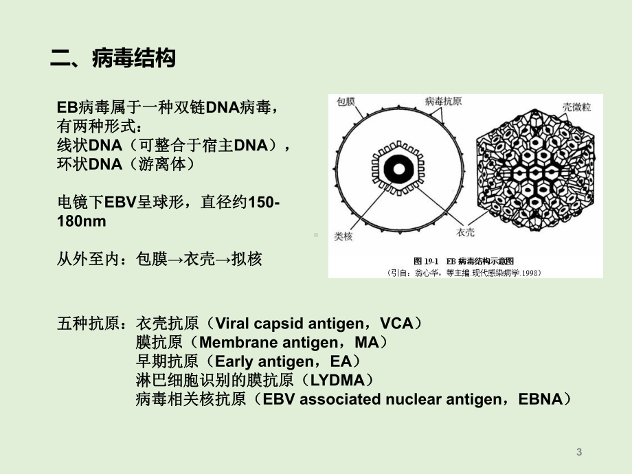 儿童EB病毒感染疾病的诊断指南课件.ppt_第3页