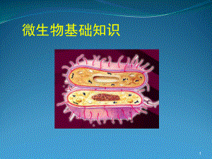 微生物基础课件.ppt