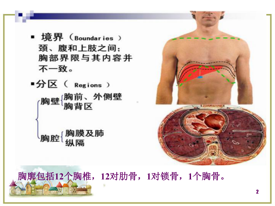 健康评估-胸部评估医学课件.ppt_第2页