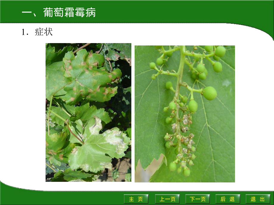 园艺植物病虫害防治-课件.ppt_第2页