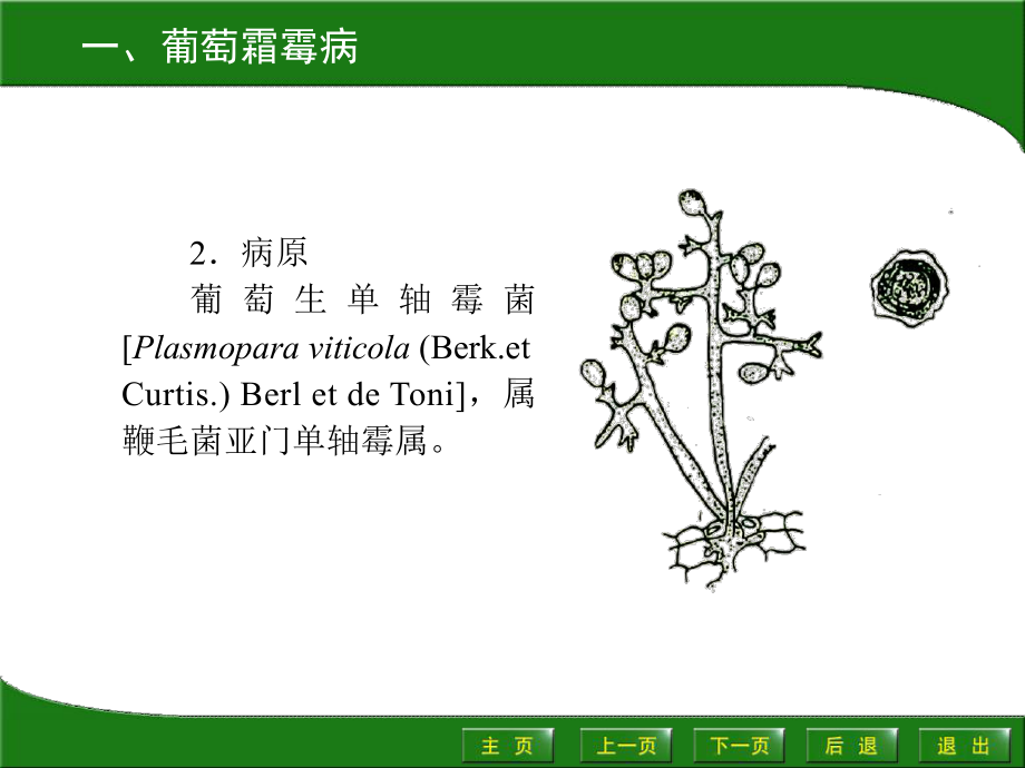 园艺植物病虫害防治-课件.ppt_第3页