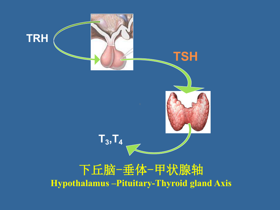 内分泌功能实验课件.ppt_第2页