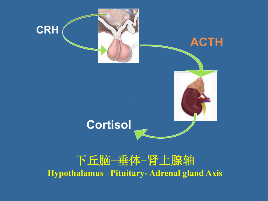 内分泌功能实验课件.ppt_第3页