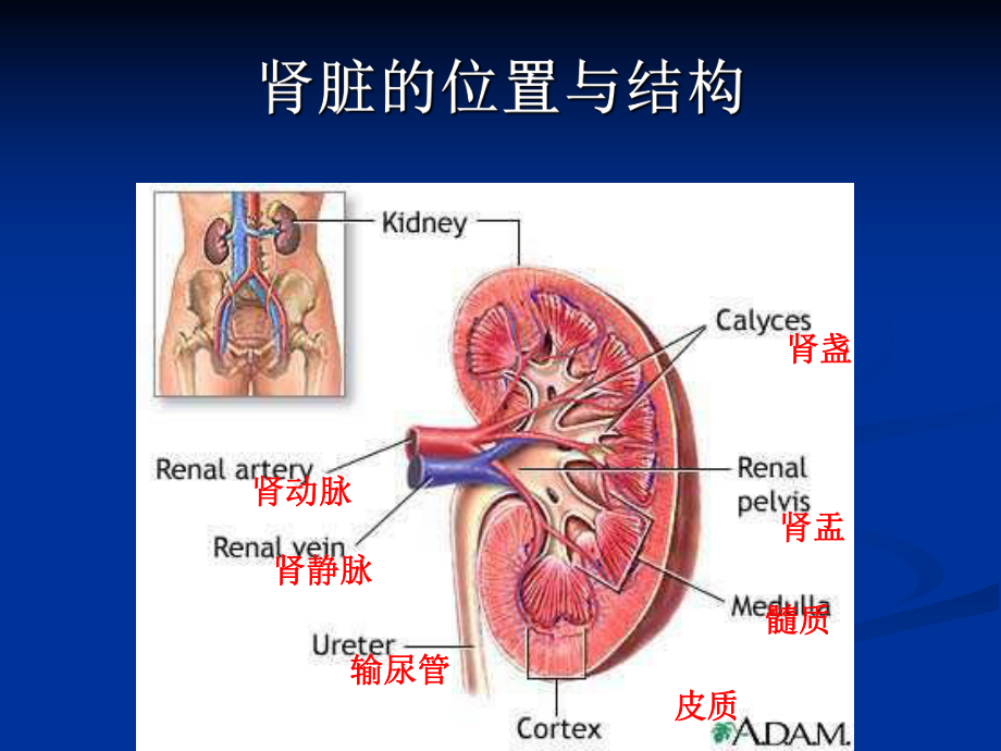 如何从日常不适症状早期识别诊断肾病健康宣教教案课件.pptx_第2页