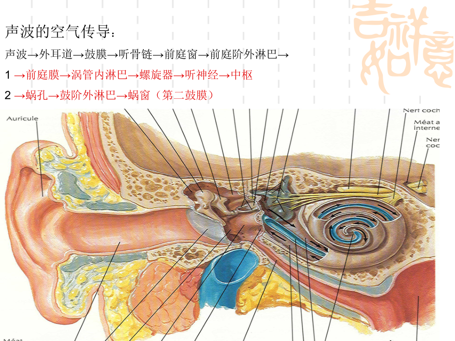 听觉传导路1课件.pptx_第2页