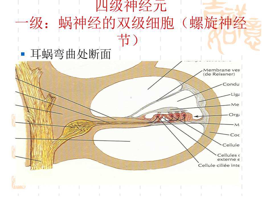 听觉传导路1课件.pptx_第3页