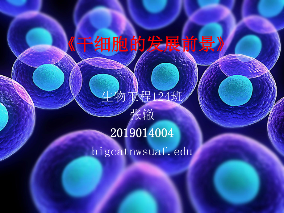 干细胞的发展前景课件.ppt_第1页