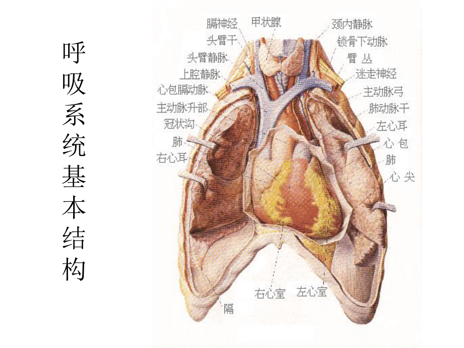 吐字发声基本原理及训练要领课件.ppt_第3页