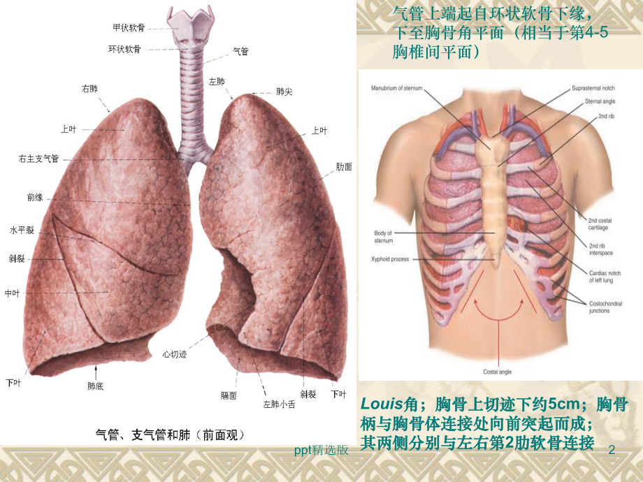 呼吸系统解剖影像内镜合集课件.ppt_第2页