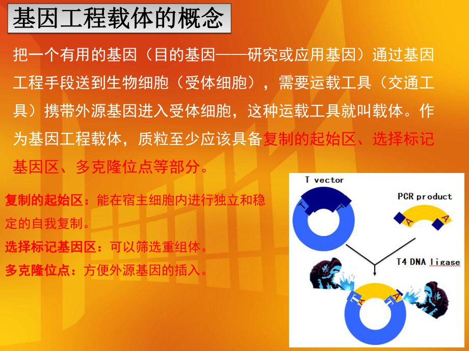 基因工程-载体课件.ppt_第2页