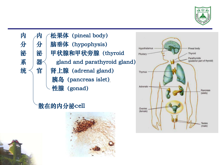 内分泌系统组织学课件.ppt_第2页