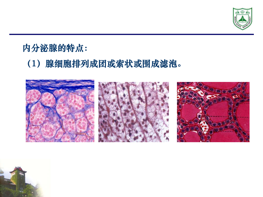 内分泌系统组织学课件.ppt_第3页