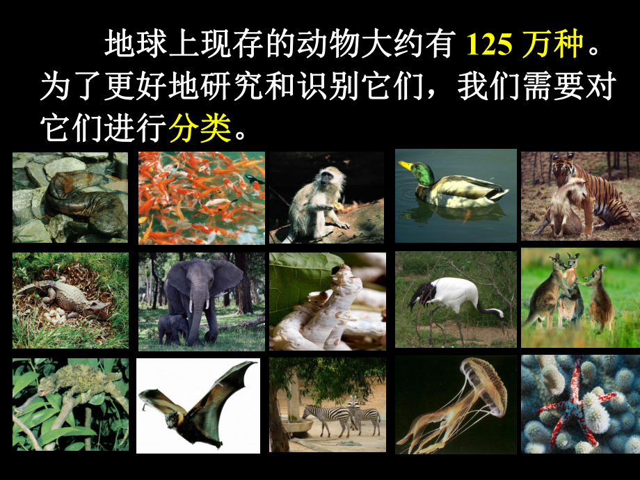 常见的动物课件3.ppt_第2页