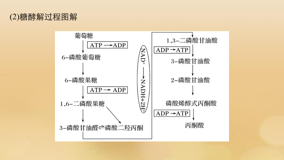 全国高考生物二轮复习专题十关注“科技社会生活”热点热点4中学与大学教材的衔接课件.pptx_第3页