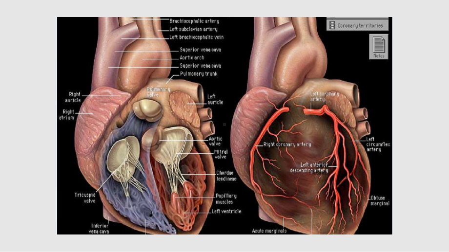 心脏基础解剖课件.pptx_第2页