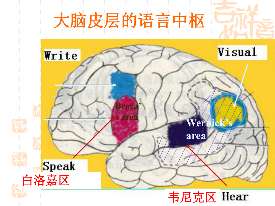 大脑皮层功能与体温调节课件.ppt_第2页