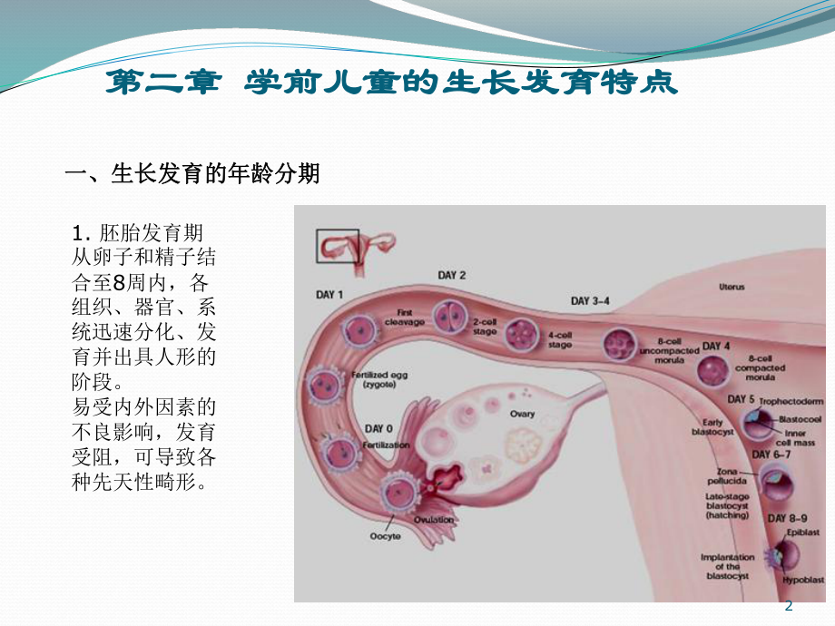 学前儿童的生长发育特点课件.ppt_第2页