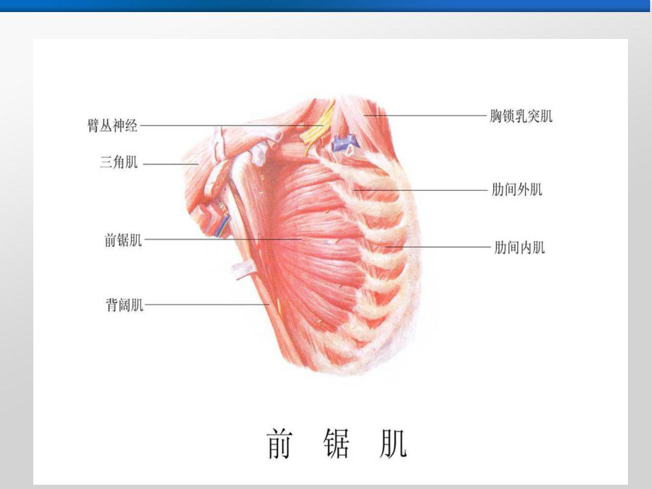 前锯肌平面阻滞课件.ppt_第2页