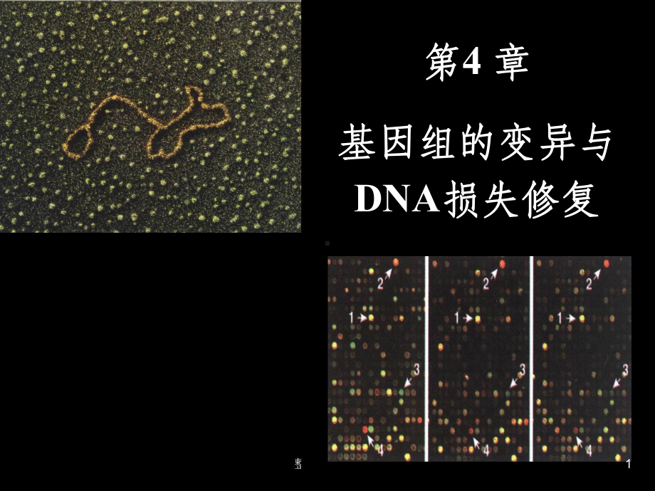 基因组的变异与损伤修复课件.ppt_第1页