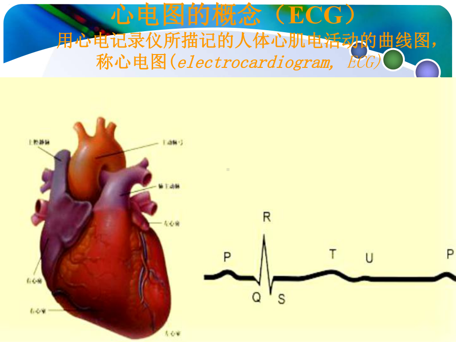 心电图产生原理课件.ppt_第3页