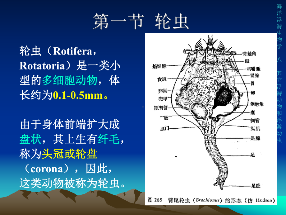 其它浮游动物和浮游幼虫教材课件.ppt_第3页