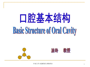 口腔基本结构课件.ppt