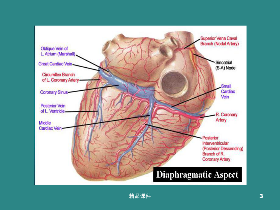 急性心肌梗死的再灌注治疗课件.ppt_第3页