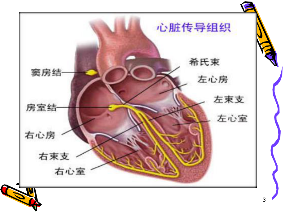 心电图基础知识课件参考.ppt_第3页