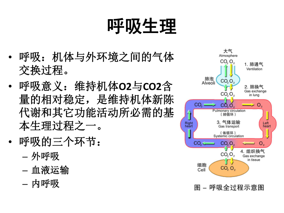 呼吸系统的解剖生理及肺部听诊课件.ppt_第2页