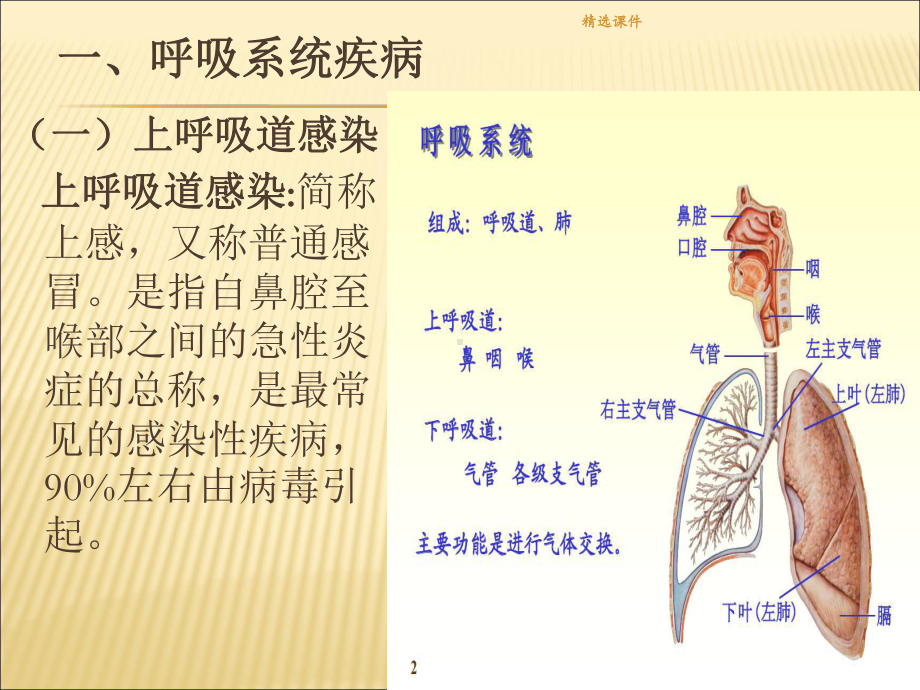 幼儿卫生学第三章第一节预防常见病课件.ppt_第2页