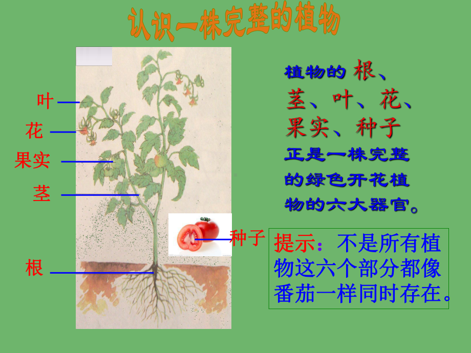 小学科学（苏教版）植物和我们版1课件.ppt_第3页