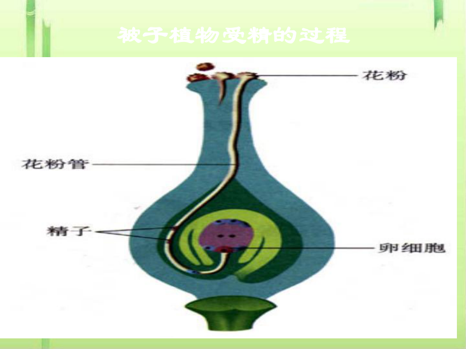 婴儿的诞生课件7-济南版.ppt_第2页