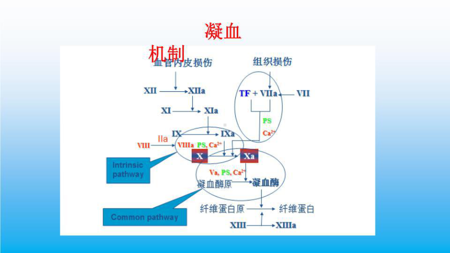 凝血四项课件.ppt_第3页