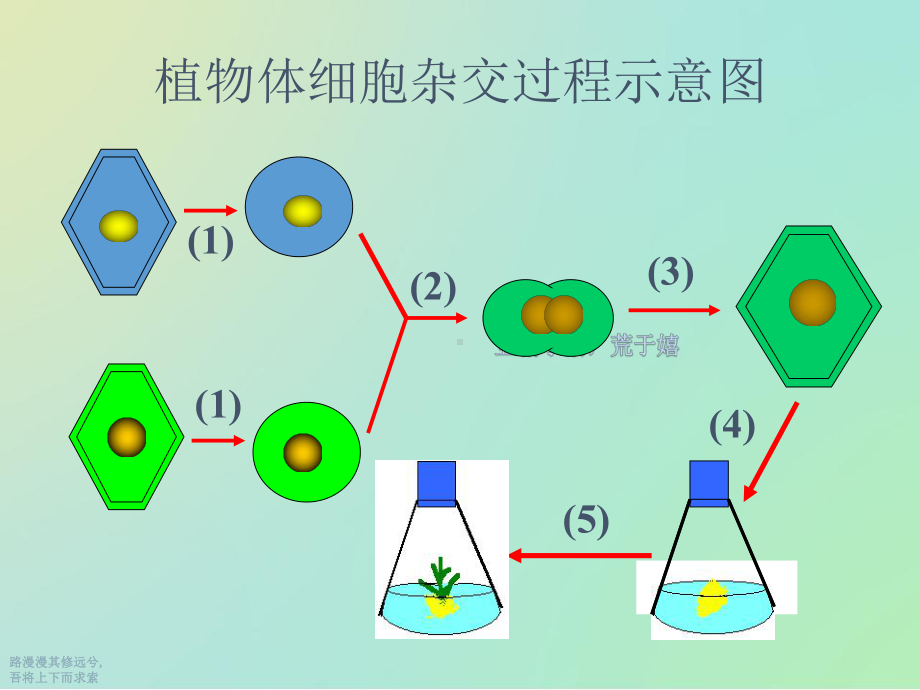 动物细胞融合与单克隆抗体用课件.ppt_第3页